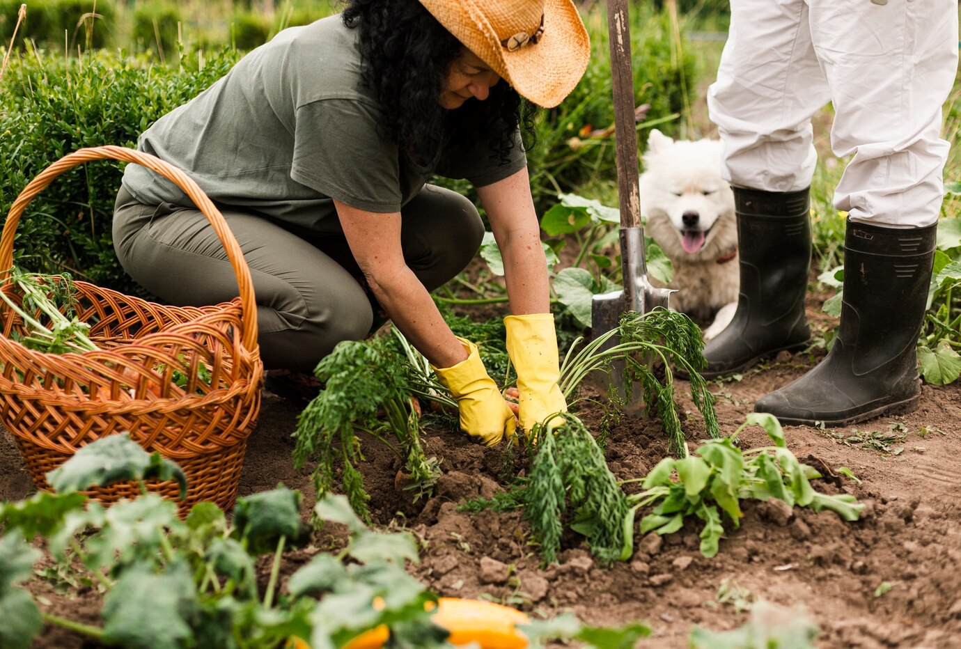 edible garden design Darien CT