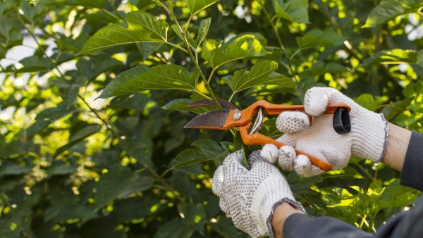 emergency tree removal New Canaan CT