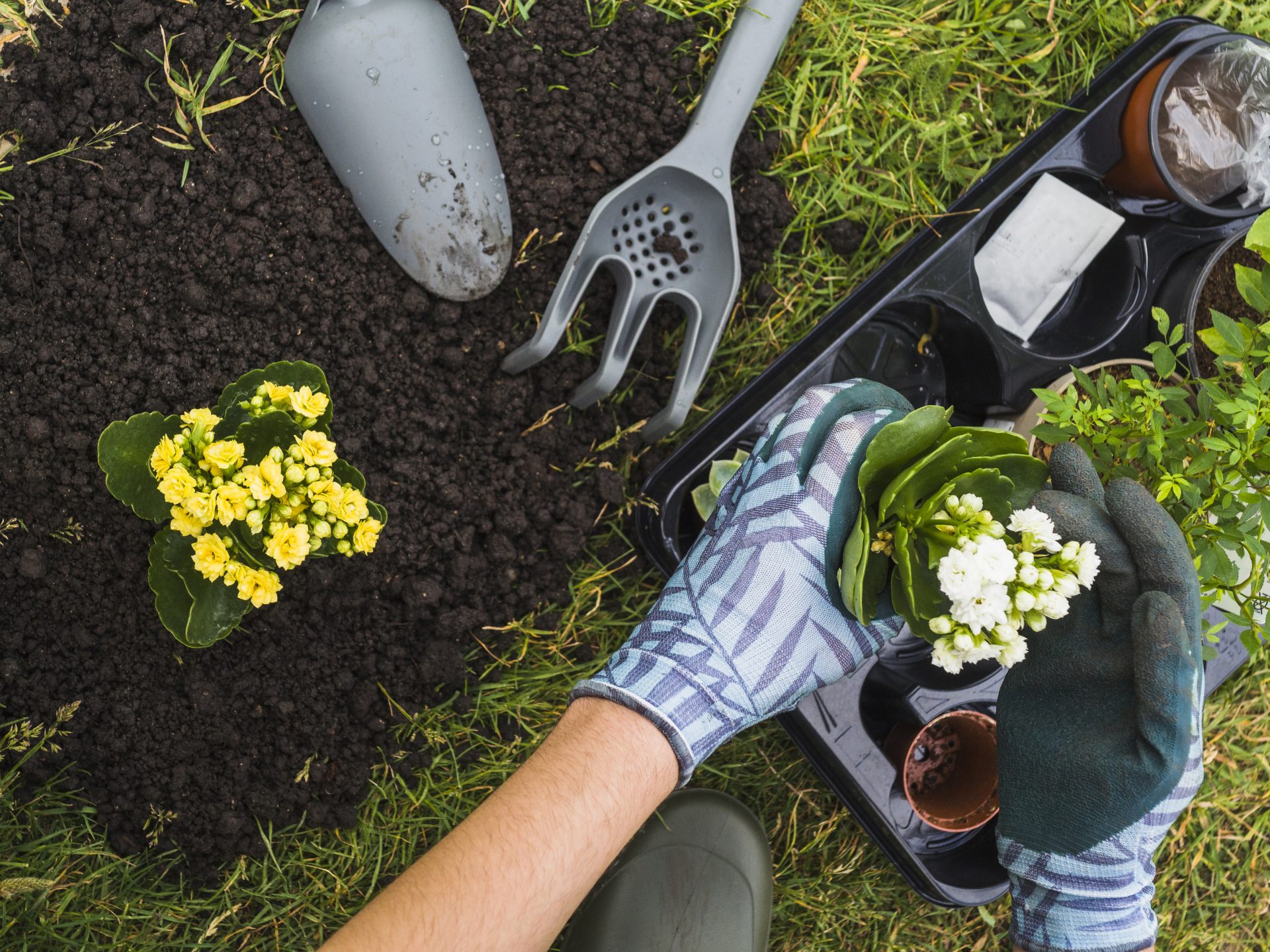 Organic lawn care Westchester NY