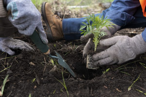 Get Ready for Spring: Native Plant Landscaping in Westchester, NY As spring approaches, homeowners and gardening enthusiasts in Westchester, NY are looking for ways to refresh their outdoor spaces with vibrant, sustainable, and low-maintenance landscapes. One of the most significant spring garden trends in NY for 2025 is the increased focus on native plant landscaping in Westchester, NY. This approach not only enhances the beauty of outdoor spaces but also supports local ecosystems, reduces water consumption, and minimizes the need for chemical fertilizers and pesticides. In this comprehensive guide, we will explore the benefits of native plant landscaping in Westchester, NY, the top spring garden trends in NY, and expert tips on designing and maintaining a thriving, eco-friendly garden that flourishes throughout the seasons. The Benefits of Native Plant Landscaping in Westchester, NY 1. Supports Local Ecosystems and Wildlife Native plants are an essential part of the natural ecosystem. They provide food and shelter for local wildlife, including birds, bees, and butterflies. These plants have evolved alongside native pollinators, making them a vital resource for maintaining biodiversity in the region. 2. Requires Less Maintenance Once established, native plants are naturally adapted to the local climate and soil conditions. Unlike non-native species, they do not require extensive watering, fertilizing, or pest control, making them a low-maintenance option for homeowners looking to reduce their gardening workload. 3. Improves Soil Health Native plants have deep root systems that help prevent soil erosion, improve drainage, and enhance soil fertility. These plants naturally contribute organic matter to the soil, reducing the need for chemical fertilizers and creating a healthier environment for plant growth. 4. Adapts to Local Climate Conditions Westchester, NY, experiences varying seasonal conditions, from cold winters to hot summers. Native plants are well-suited to these fluctuations and can withstand extreme temperatures, drought, and heavy rainfall without requiring constant intervention. 5. Reduces Water Usage and Promotes Sustainability Many non-native plants require frequent watering, especially during dry spells. In contrast, native plants are naturally drought-resistant, helping homeowners conserve water and reduce their environmental footprint. By implementing native plant landscaping in Westchester, NY, homeowners can significantly lower their water bills while contributing to long-term sustainability efforts. Spring Garden Trends in NY: What’s Popular for 2025? Spring gardening trends in Westchester are evolving, with more homeowners prioritizing sustainability, biodiversity, and low-maintenance landscaping. Here are some of the most prominent spring garden trends in NY for 2025: 1. Pollinator-Friendly Gardens With the decline of pollinators such as bees and butterflies, many gardeners are focusing on planting species that attract and support these essential creatures. Native plants like milkweed, black-eyed Susans, and coneflowers are excellent choices for pollinator-friendly gardens. 2. Rain Gardens and Water Conservation Features Rain gardens are designed to capture and filter rainwater, preventing runoff and promoting groundwater recharge. Homeowners are increasingly incorporating rain gardens into their landscapes using native plants such as blue flag iris and cardinal flowers, which thrive in moist conditions. 3. Edible Native Gardens There is a growing interest in edible landscaping that incorporates native fruit-bearing shrubs and plants such as wild blueberries, elderberries, and spicebush. These plants provide a sustainable food source while blending seamlessly into the landscape. 4. Naturalized Lawns and Low-Maintenance Ground Covers Traditional turf lawns require frequent watering, mowing, and fertilizing. As a result, many homeowners are replacing high-maintenance grass with native ground covers such as Pennsylvania sedge, creeping phlox, and wild violets, which require minimal upkeep and provide seasonal color and texture. 5. Vertical and Container Gardening for Small Spaces For homeowners with limited space, vertical gardens and container planting with native species are becoming increasingly popular. Plants such as ferns, goldenrod, and native grasses thrive in pots and hanging planters, offering an easy way to incorporate native plants into urban and suburban settings. Best Native Plants for Spring Landscaping in Westchester, NY When selecting plants for native plant landscaping in Westchester, NY, it is important to choose species that will thrive in the region’s climate and soil conditions. Below are some excellent options for a diverse and visually appealing native garden: Purple Coneflower (Echinacea purpurea) – A drought-tolerant perennial with bright purple flowers that attract pollinators. New York Ironweed (Vernonia noveboracensis) – A tall, striking plant that adds height and texture to garden beds. Wild Columbine (Aquilegia canadensis) – A shade-loving wildflower that thrives in woodland gardens. Eastern Redbud (Cercis canadensis) – A small ornamental tree that produces stunning pink blossoms in early spring. Butterfly Weed (Asclepias tuberosa) – A bright orange flowering plant that attracts butterflies, especially monarchs. Pennsylvania Sedge (Carex pensylvanica) – A native grass alternative that requires little mowing and adapts well to shade. How to Design a Native Plant Landscape for Spring 1. Evaluate Your Landscape and Soil Conditions Before selecting plants, assess the soil type, sunlight exposure, and moisture levels in your yard. This information will help determine the best native plants for your specific environment. 2. Create a Multi-Layered Planting Design To replicate a natural ecosystem, incorporate a variety of plant heights, including trees, shrubs, perennials, and ground covers. This layering technique creates visual interest and provides habitats for local wildlife. 3. Minimize Lawn Space and Incorporate Native Alternatives Reducing the size of traditional grass lawns can significantly lower maintenance efforts. Replace large sections of turf with native ground covers, wildflowers, or low-growing shrubs that require less mowing and irrigation. 4. Use Mulch to Conserve Moisture and Suppress Weeds Applying a layer of organic mulch around native plants helps retain soil moisture, prevent erosion, and reduce weed growth. Mulch also provides essential nutrients as it decomposes over time. 5. Avoid Invasive Species When selecting plants, be sure to avoid invasive species that can outcompete native vegetation and disrupt local ecosystems. Examples of non-native invasive plants to avoid in Westchester, NY, include Japanese knotweed, Norway maple, and garlic mustard. Start Your Native Plant Landscaping in Westchester, NY Today Embracing native plant landscaping in Westchester, NY is an excellent way to enhance the beauty of your outdoor space while promoting sustainability and supporting local ecosystems. Whether you are designing a small pollinator garden or transforming your entire landscape, incorporating native plants will provide long-lasting benefits for both your property and the environment. At The Growing Concern, we specialize in eco-friendly landscape design and native plant landscaping in Westchester, NY. Our expert team can help you select the right plants, create a customized design plan, and implement a sustainable garden that thrives year-round. soil testing Connecticut