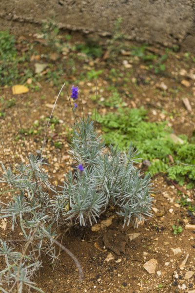 Spring Xeriscape Design